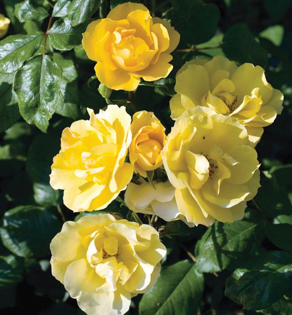 Tequila® Gold Rose Natorp's Online Plant Store